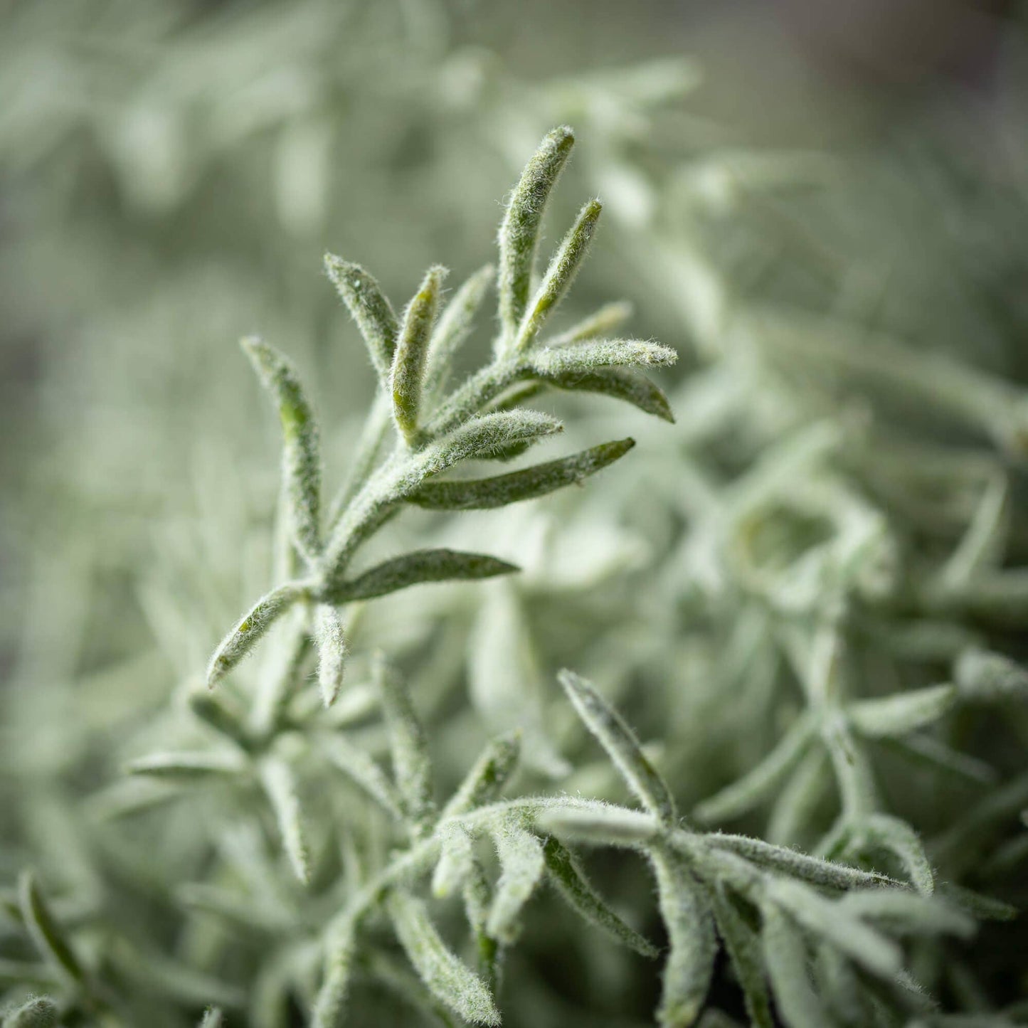 FEATHERY ROSEMARY SPRAY